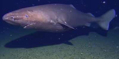 Squalo dormiente sconosciuto in Antartide