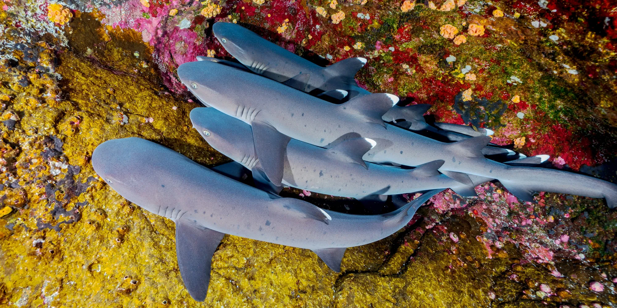 Quattro squali pinna bianca del reef riposano sulla barriera corallina in Messico