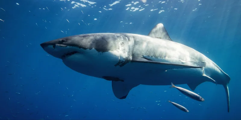 squalo bianco Carcharodon carcharias in acque blu