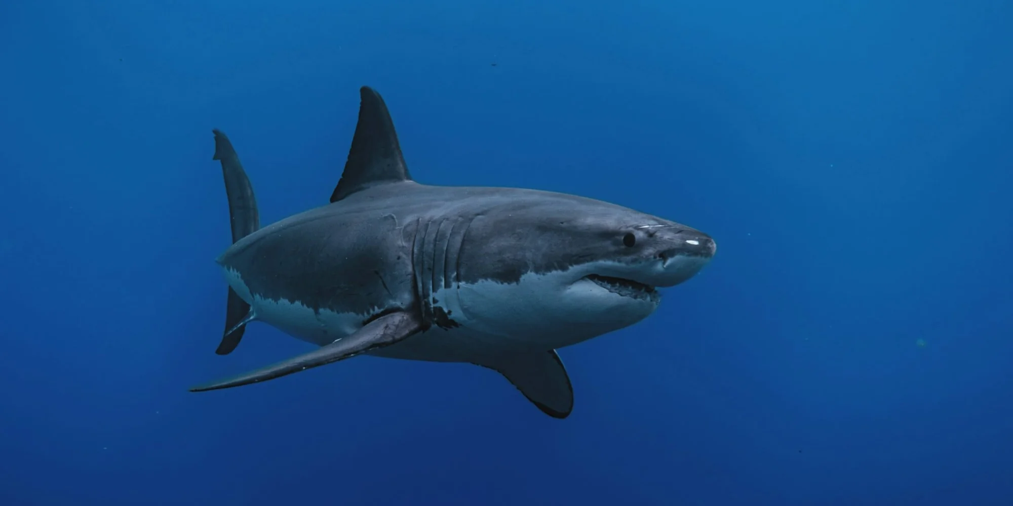 squalo bianco Carcharodon carcharias in acque blu