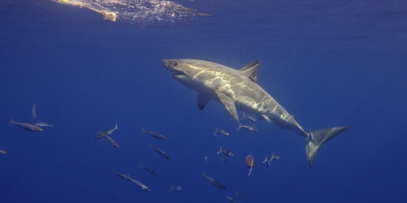 Squalo bianco Carcharodon carcharias visto di lato che nuota verso l'esca