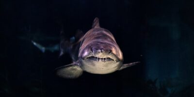 Squalo bianco di fronte con denti affilati