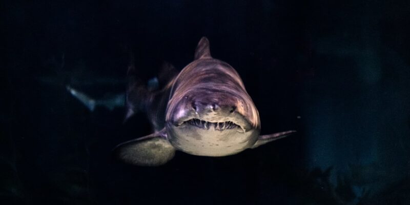 Squalo bianco di fronte con denti affilati