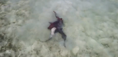 Squali nutrice durante l’accoppiamento nelle acque poco profonde di Anegada