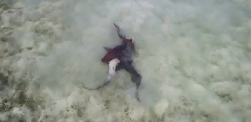 Squali nutrice durante l’accoppiamento nelle acque poco profonde di Anegada