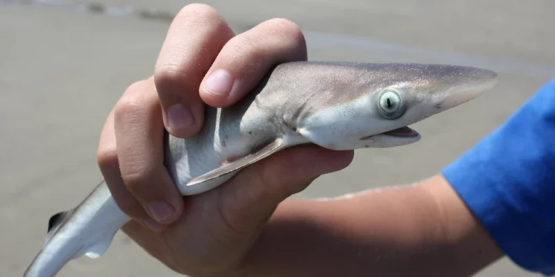 Giovane squalo tenuto in una mano sulla spiaggia