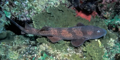 Squalo cieco Brachaelurus waddi visto obliquamente dall’alto su una barriera corallina rocciosa