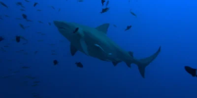 Squalo leuca Carcharhinus leucas in acqua blu