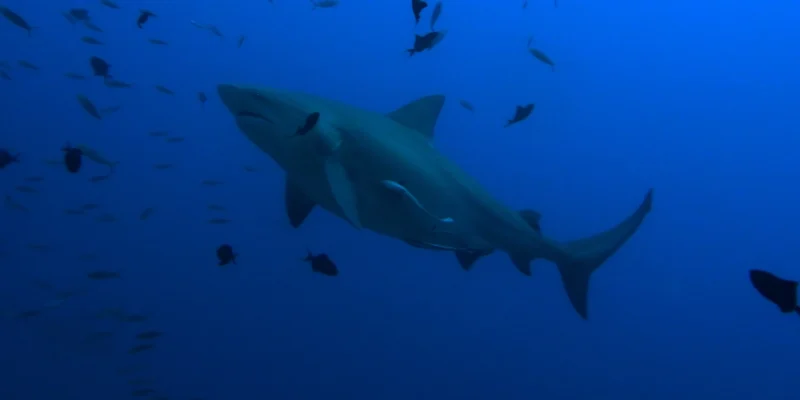Squalo leuca Carcharhinus leucas in acqua blu