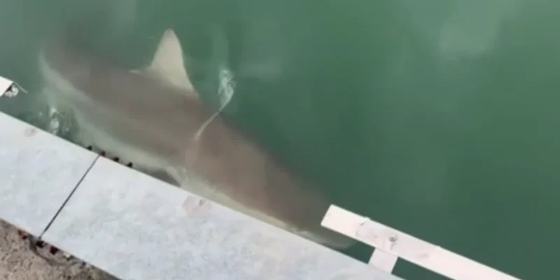 Grande squalo accanto al bordo del canale del parco North Port a Busan