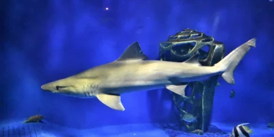 Cagnaccio Odontaspis ferox in acquario