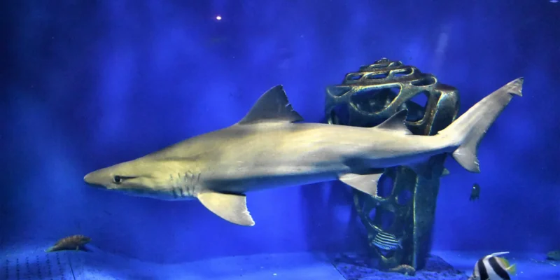 Cagnaccio Odontaspis ferox in acquario
