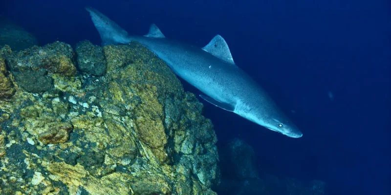 Cagnaccio Odontaspis ferox che nuota sopra una scogliera rocciosa profonda