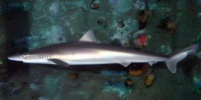 Canesca Galeorhinus galeus
