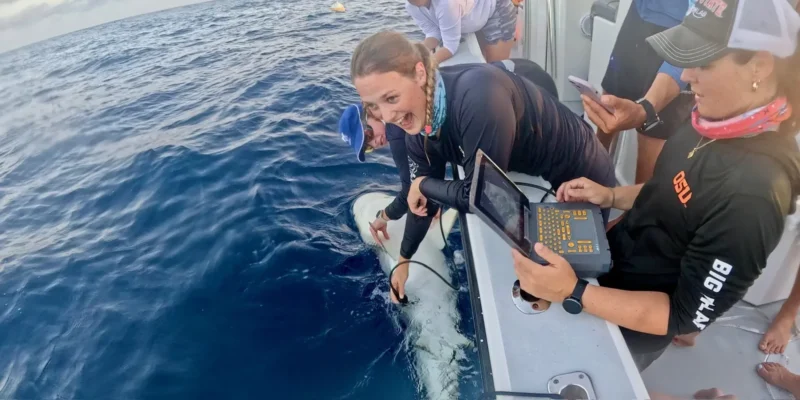 Squalo di barriera caraibico esaminato accanto a una barca nelle Isole Cayman