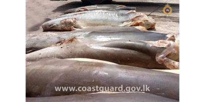 Carne sequestrata di squalo volpe comune morto su un veicolo a Negombo