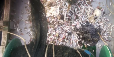 Cattura con una razza come cattura accessoria su un peschereccio
