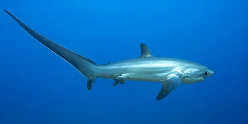 Squalo volpe comune Alopias vulpinus