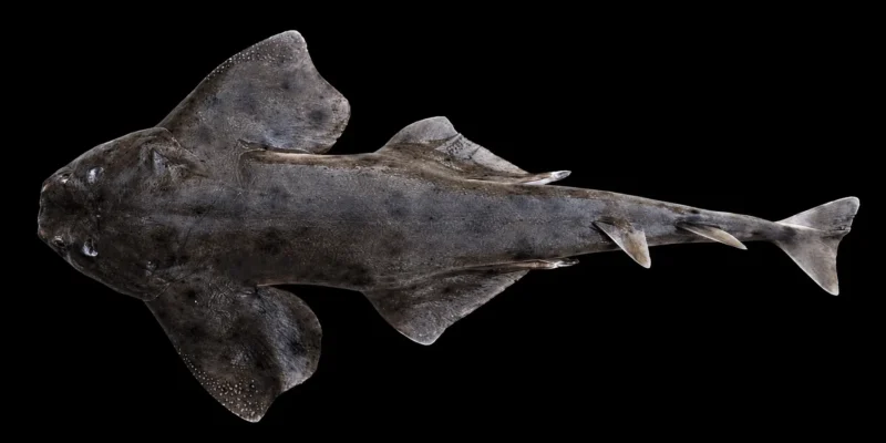 Squalo angelo cileno Squatina armata visto dall'alto su sfondo nero
