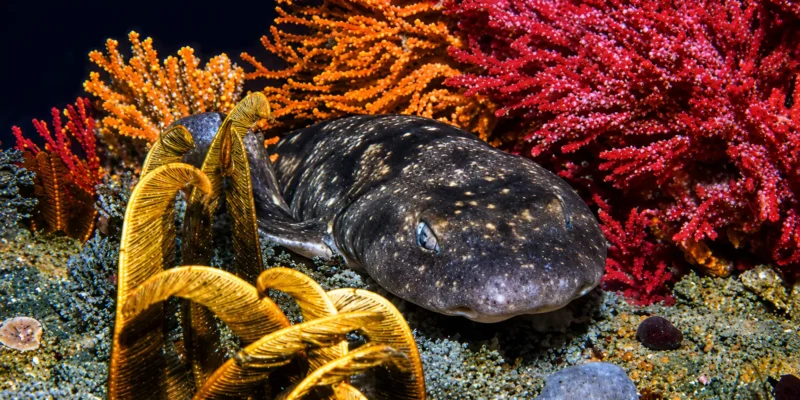 Squalo gatto scuro Haploblepharus pictus tra coralli colorati