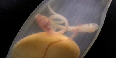 Due embrioni di gattuccio in una capsula sopra un sacco vitellino condiviso