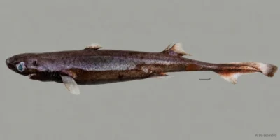 Femmina fresca di Etmopterus bulbosus con muso tondo, due pinne dorsali e barra di scala; sfondo ampliato con IA