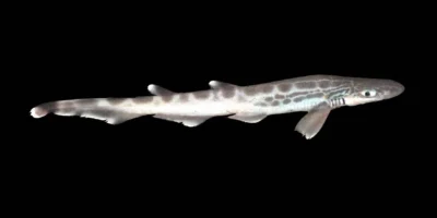 Gattuccio boccanera (Galeus melastomus) su sfondo nero