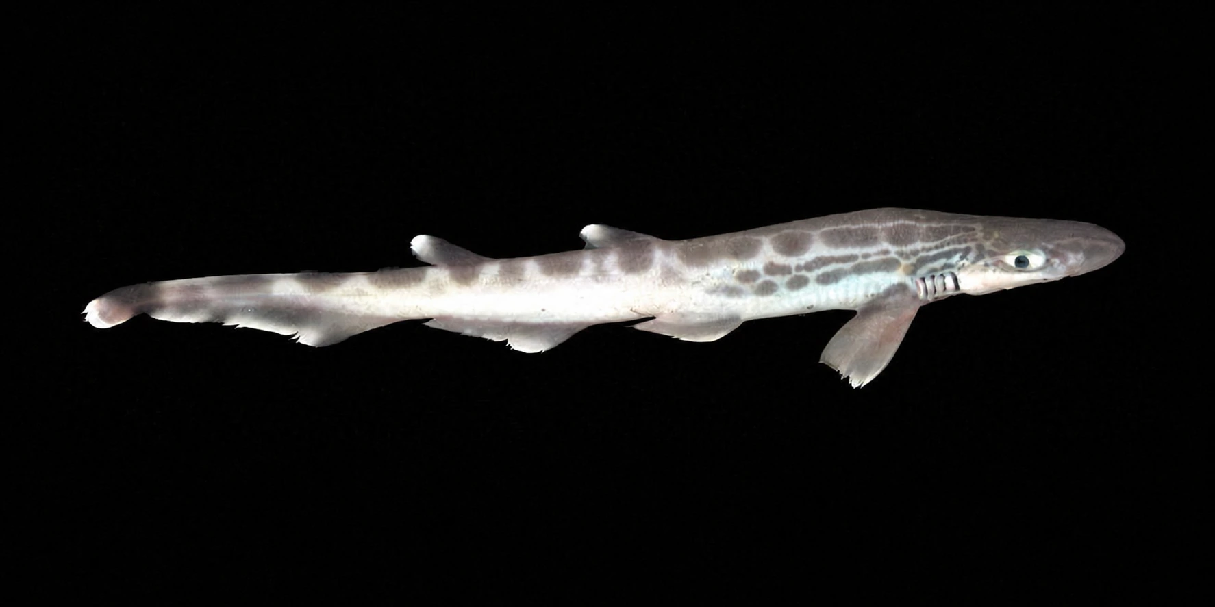 Gattuccio boccanera (Galeus melastomus) su sfondo nero