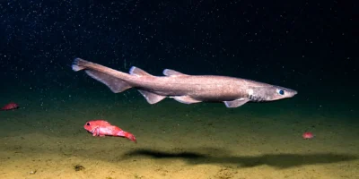 Gattuccio bruno Apristurus brunneus sopra il fondale profondo