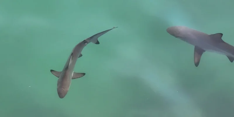 Giovane squalo pinna nera Carcharhinus limbatus alla superficie dell’acqua