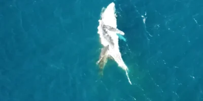Squalo che si nutre di una carcassa di megattera alla deriva al largo di Bawley Point