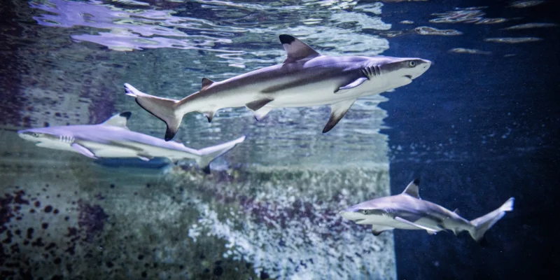Tre giovani squali pinna nera del reef nuotano in un acquario del museo di storia naturale di Karlsruhe