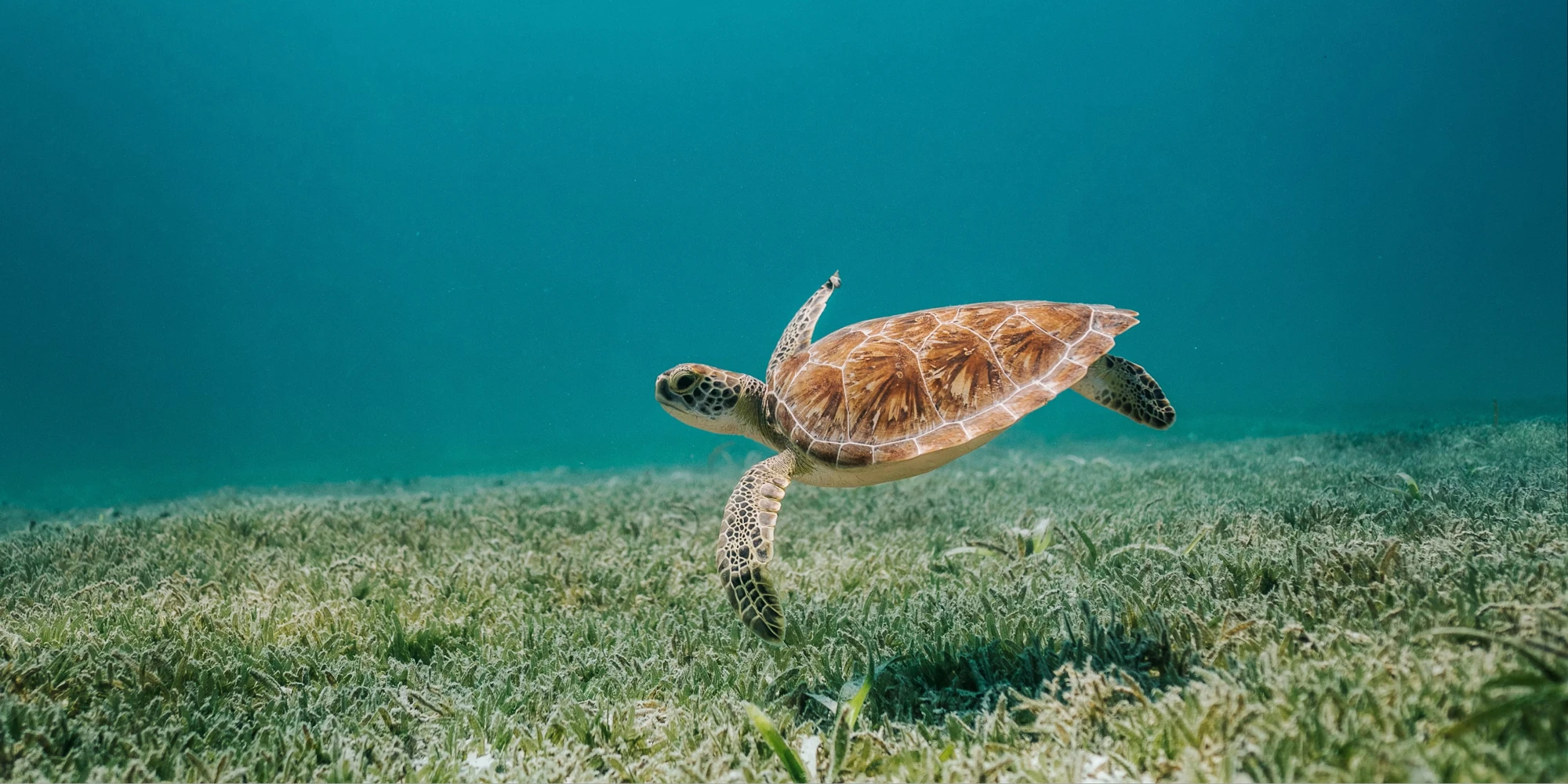Tartaruga marina che nuota nel mare di Aruba