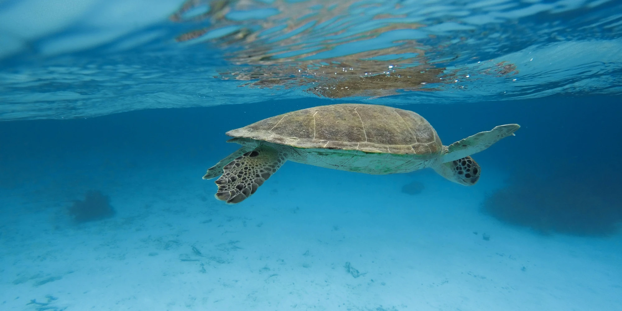 Tartaruga marina che nuota sotto la superficie al largo di Bonaire