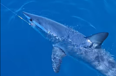 Mako pinna corta legato alla lenza accanto a una barca davanti a Livorno