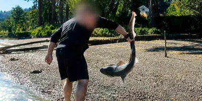 Un uomo tiene per la coda uno squalo Sevengill dal naso largo durante un'indagine nello stato di Washington