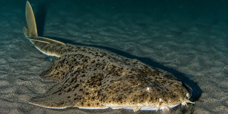 Squatina Squatina squatina distesa sulla sabbia