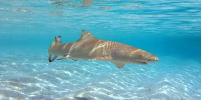 Squalo limone dalle pinne falciformi (Negaprion acutidens) che nuota sopra un fondale sabbioso alle Maldive