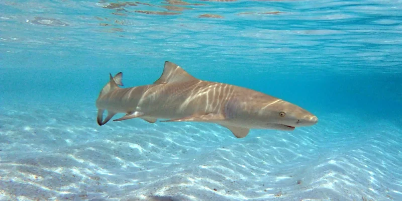 Squalo limone dalle pinne falciformi (Negaprion acutidens) che nuota sopra un fondale sabbioso alle Maldive