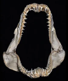 Mascelle del cagnaccio Odontaspis ferox