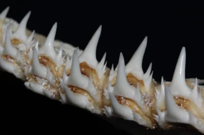 Denti laterali del cagnaccio Odontaspis ferox