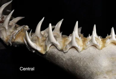 Denti centrali inferiori del cagnaccio Odontaspis ferox