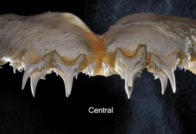 Denti centrali superiori del cagnaccio Odontaspis ferox