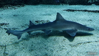 Palombo comune Mustelus mustelus