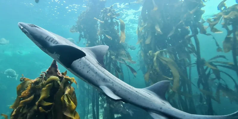 Palombo dai denti affilati Triakis megalopterus