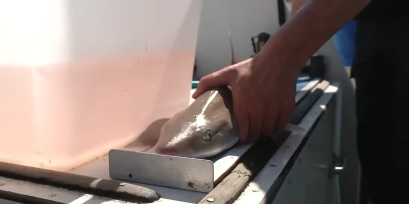 Palombo stellato esaminato e marcato a bordo
