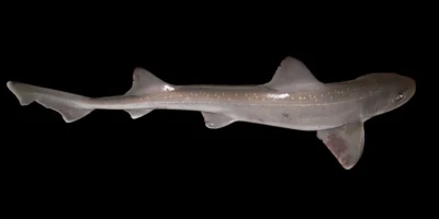 Palombo stellato Mustelus asterias nel Mare del Nord meridionale
