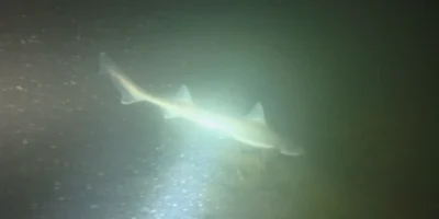 Squalo illuminato da una torcia subacquea a Plompe Toren, fotogramma del video di Bram Lamens