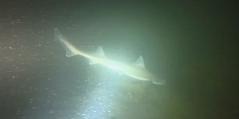 Squalo illuminato da una torcia subacquea a Plompe Toren, fotogramma del video di Bram Lamens