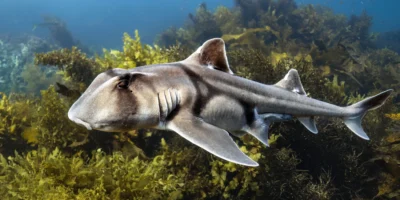 Squalo di Port Jackson Heterodontus portusjacksoni di profilo in nuoto
